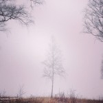 Фотообои Мрачное дерево