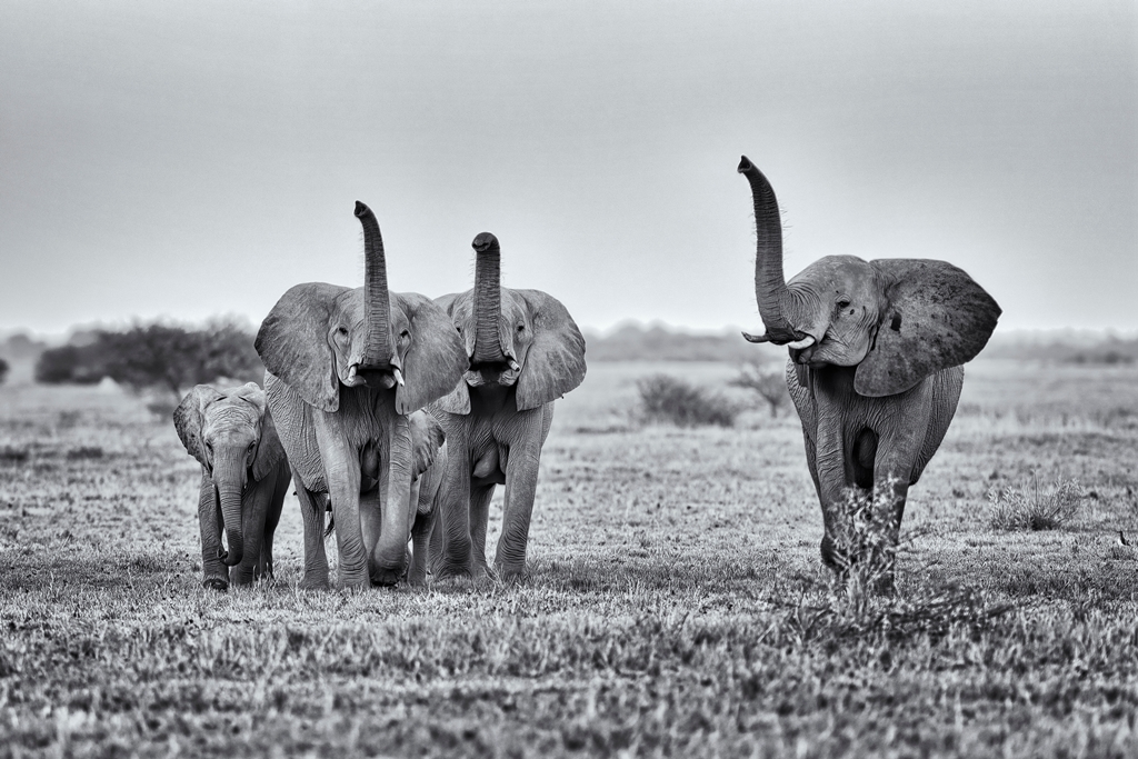 Фотообои Семейство слонов