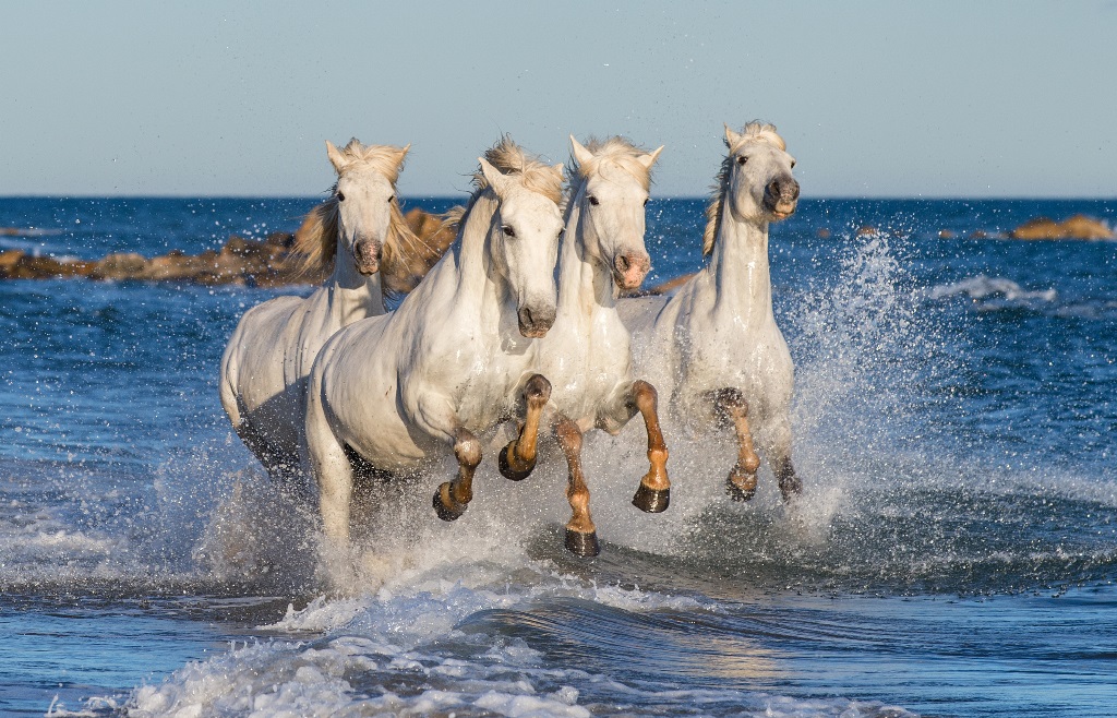 Фотообои Камаргу. Белые лошади