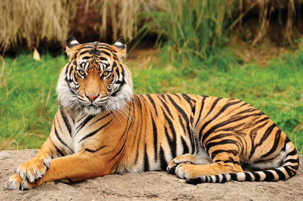 Фотообои Амурский тигр