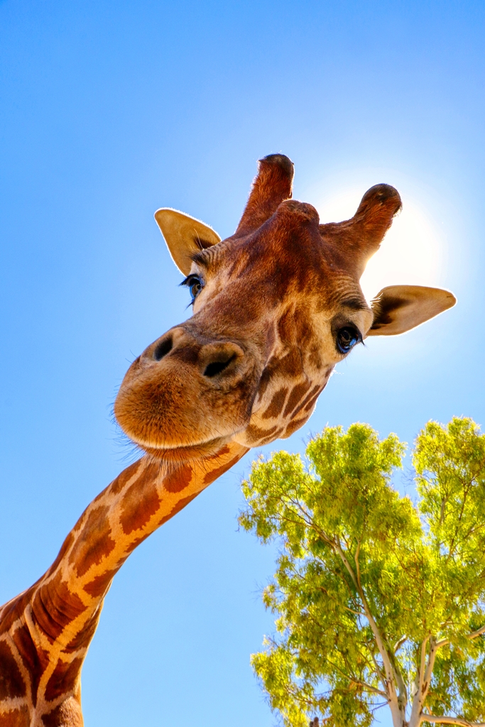 Фотообои Забавный жираф