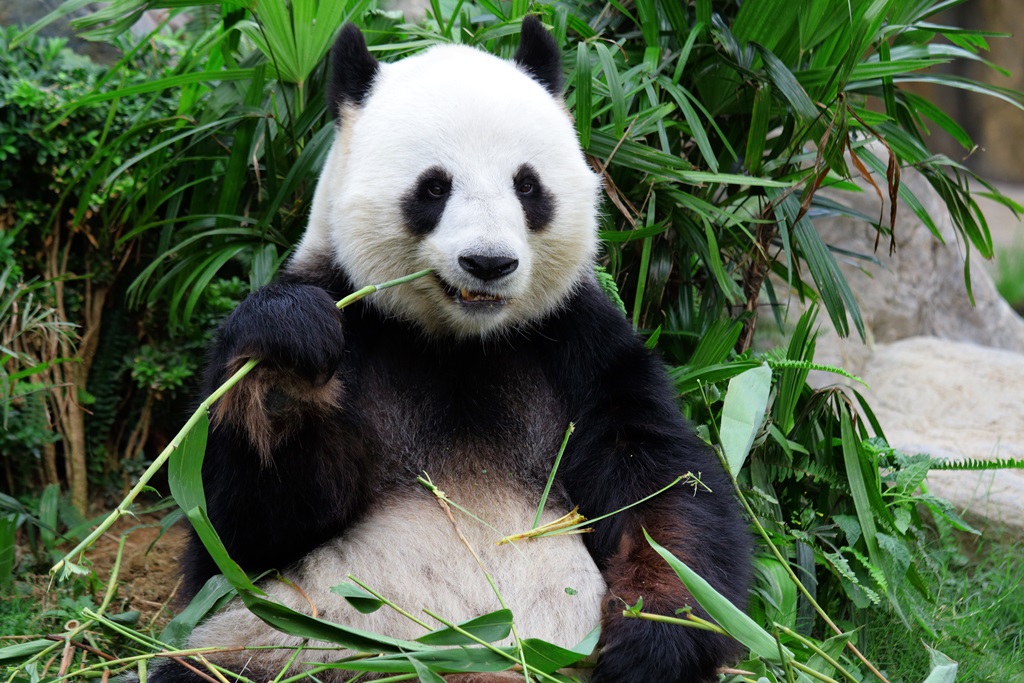 Фотообои Большая панда
