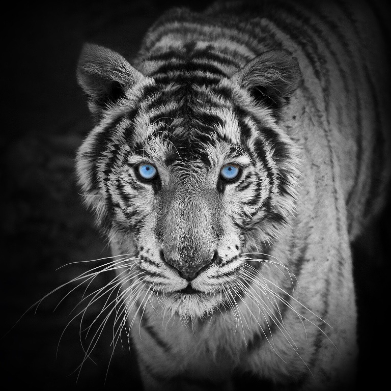 Фотообои Бенгальский тигр с голубыми глазами 