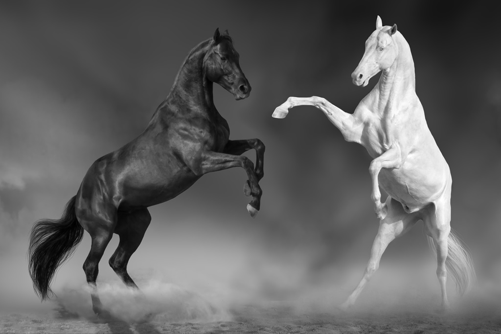 Фотообои Черная и белая лошадь 