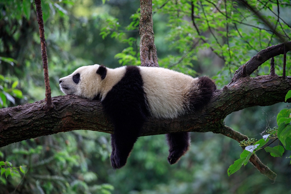 Фотообои Спящая панда