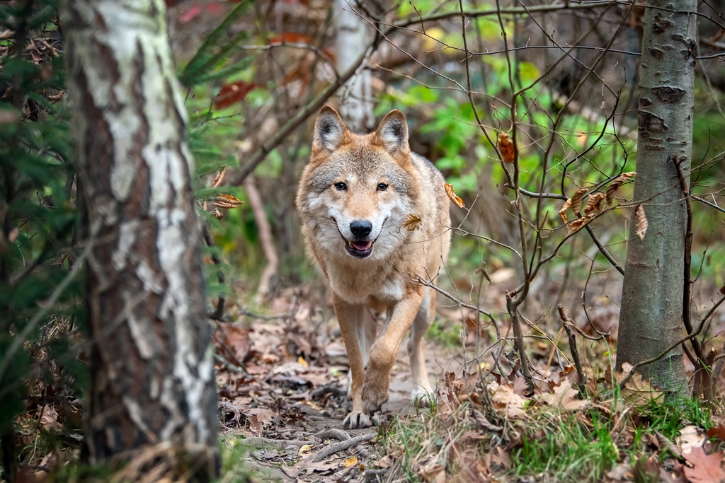 Фотообои Волк в осеннем лесу