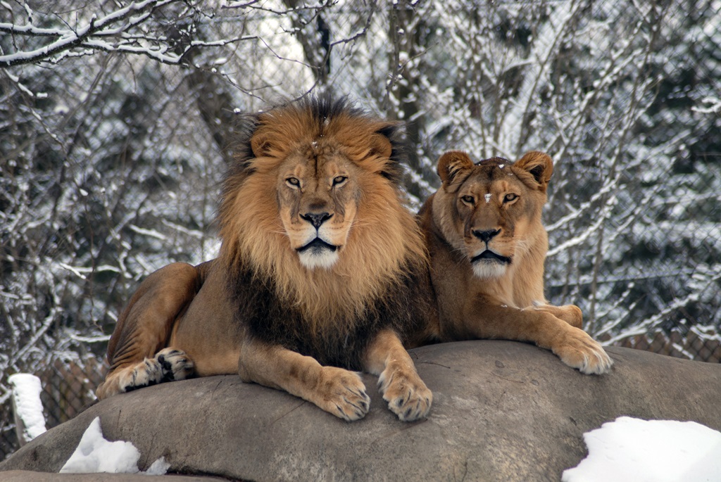 Фотообои Лев и львица отдыхают