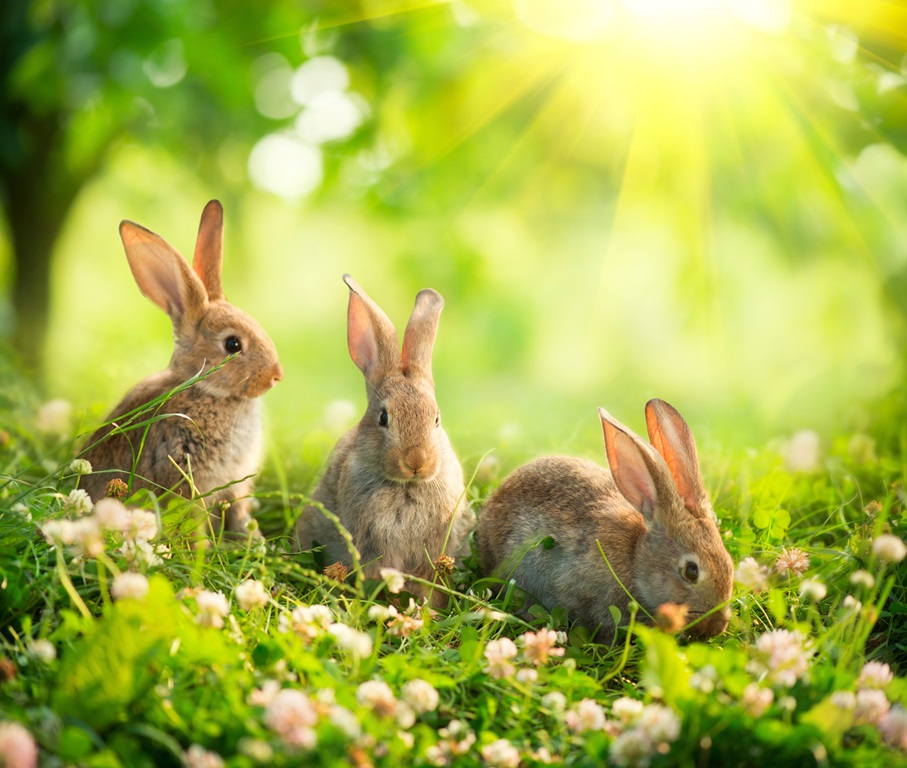 Фотообои Кролики на поляне