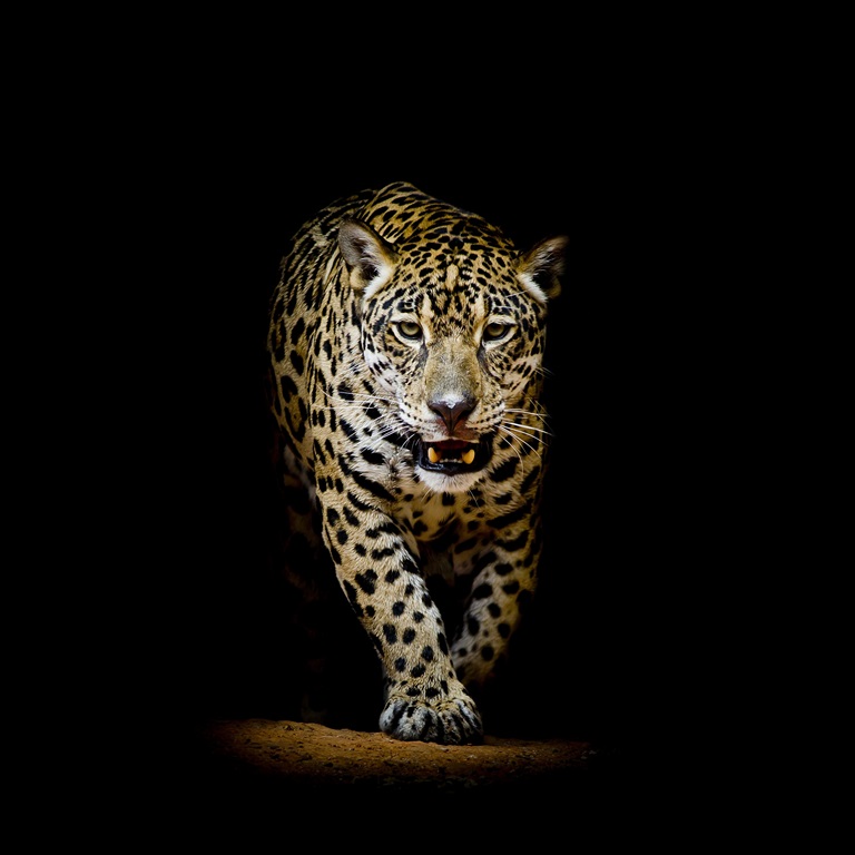 Фотообои Портрет леопарда