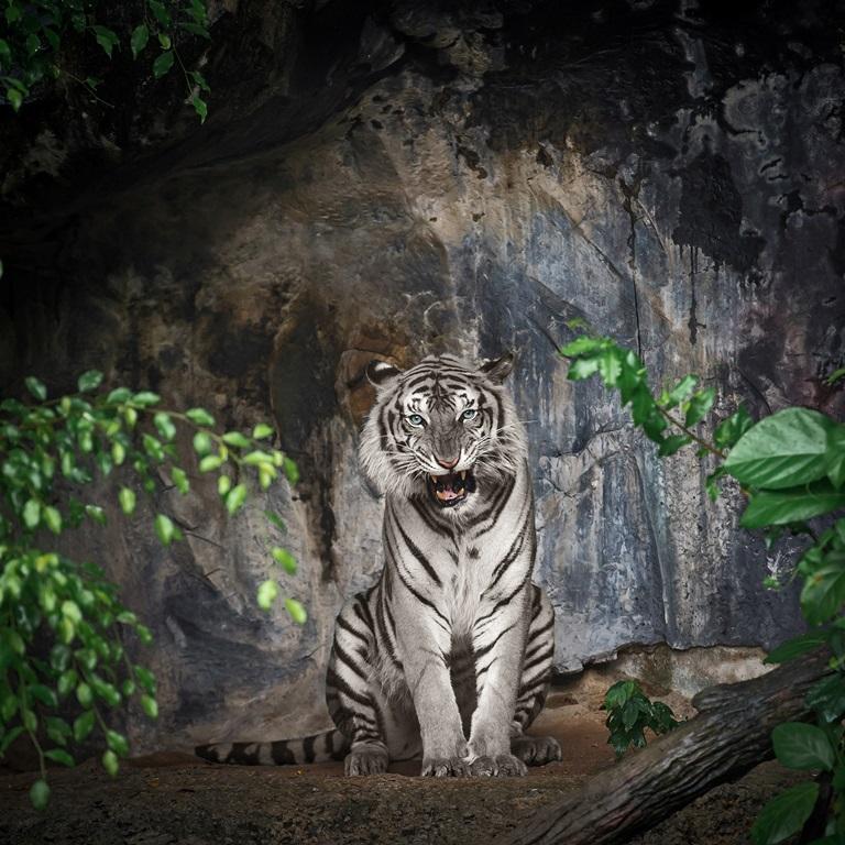 Фотообои Белый тигр на скалах 