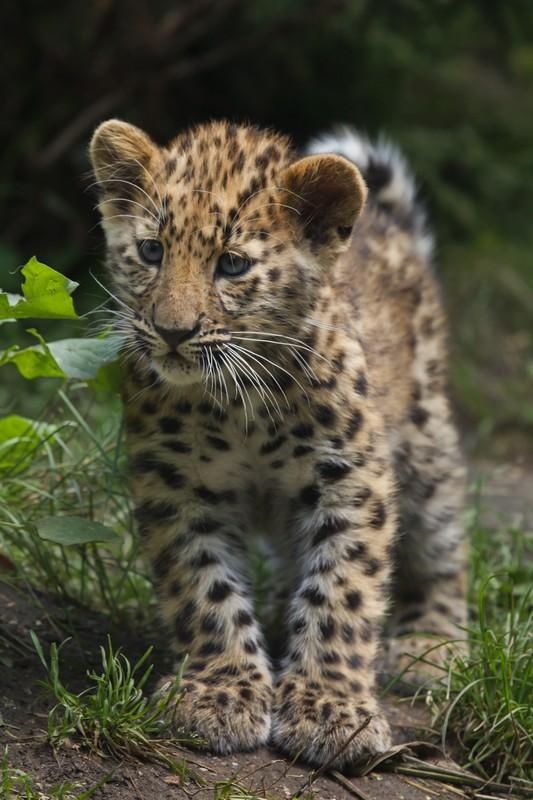 Фотообои Маленький леопард