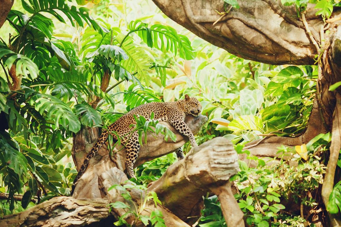 Фотообои Леопард спит на дереве 
