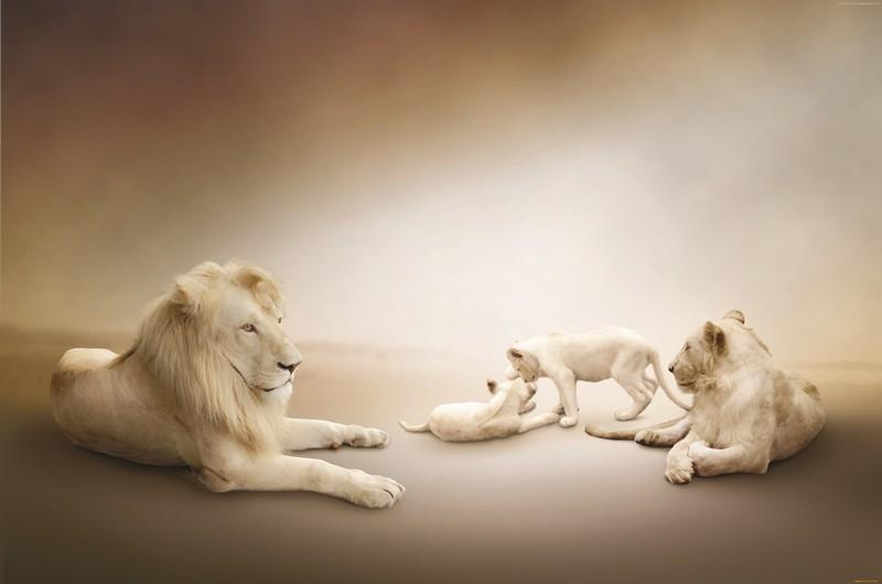 Фотообои Семья львов
