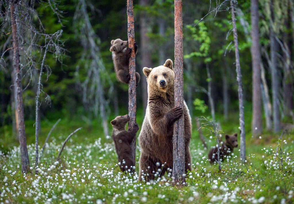 Фотообои Семья медведей обнимает деревья 