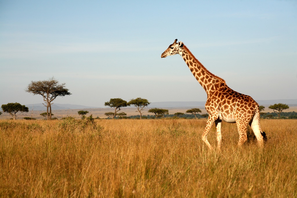Фотообои Жираф на прогулке 