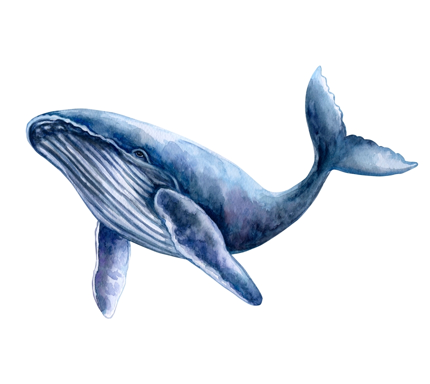 Фотообои Иллюстрация кита 