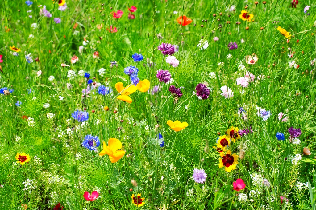 Фотообои Фон из полевых цветов
