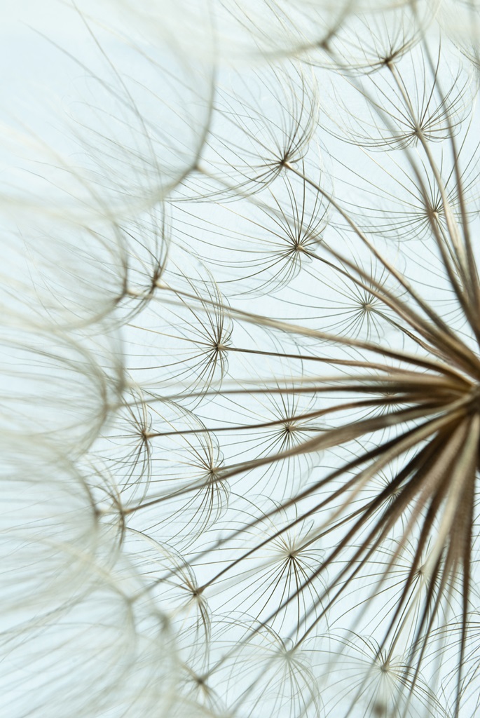 Фотообои Крупный план семян одуванчика