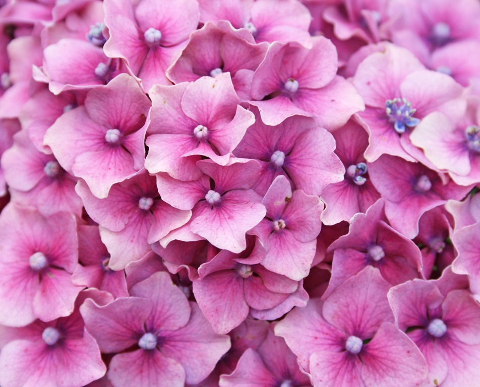 Фотообои Розовые цветы гортензии