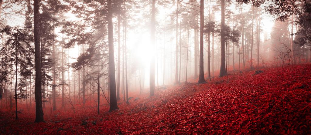 Фотообои Красный лес