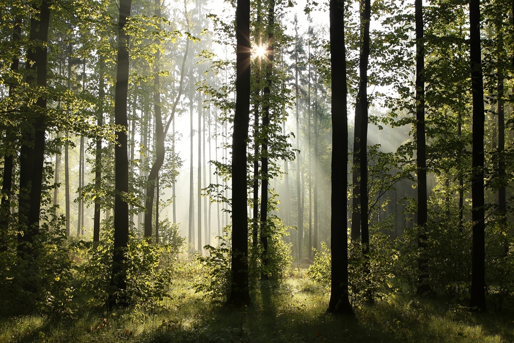 Фотообои Солнечный день в лесу