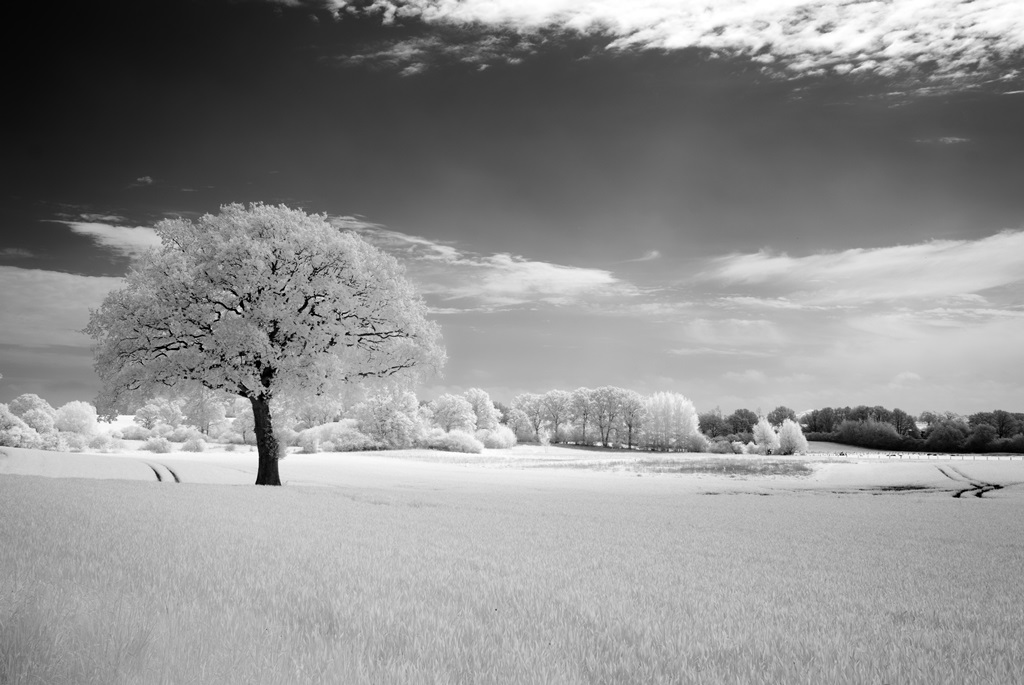 Фотообои Черно-белый пейзаж