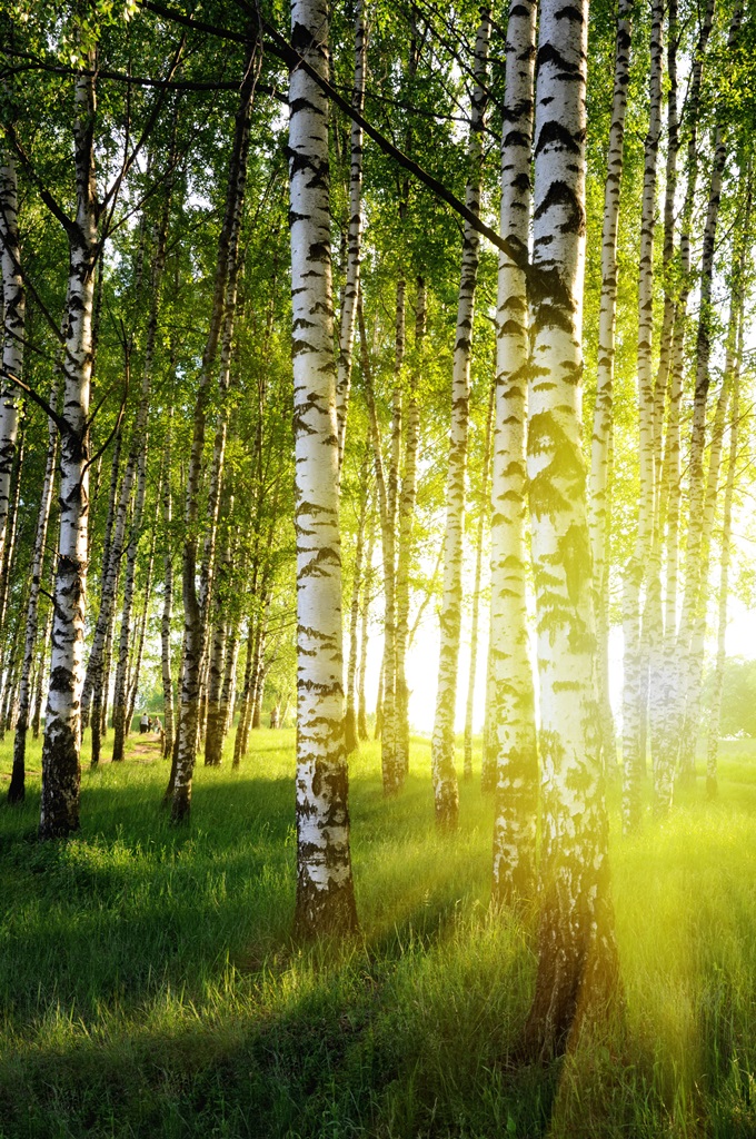 Фотообои Берёзовый лес