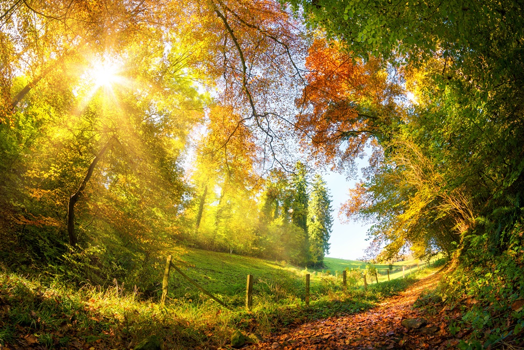 Фотообои Красочный осенний лес