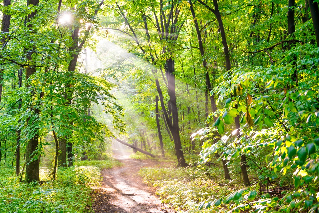 Фотообои Тропинка через зеленый лес