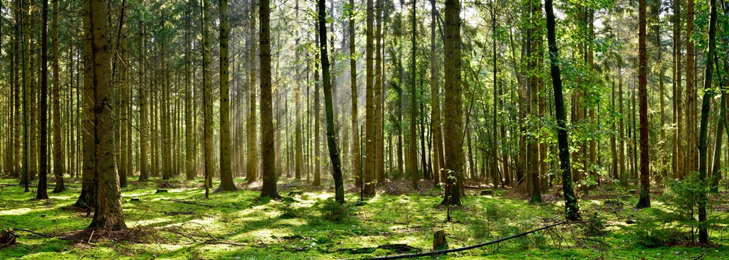 Фотообои Красивый лес с солнечными лучами