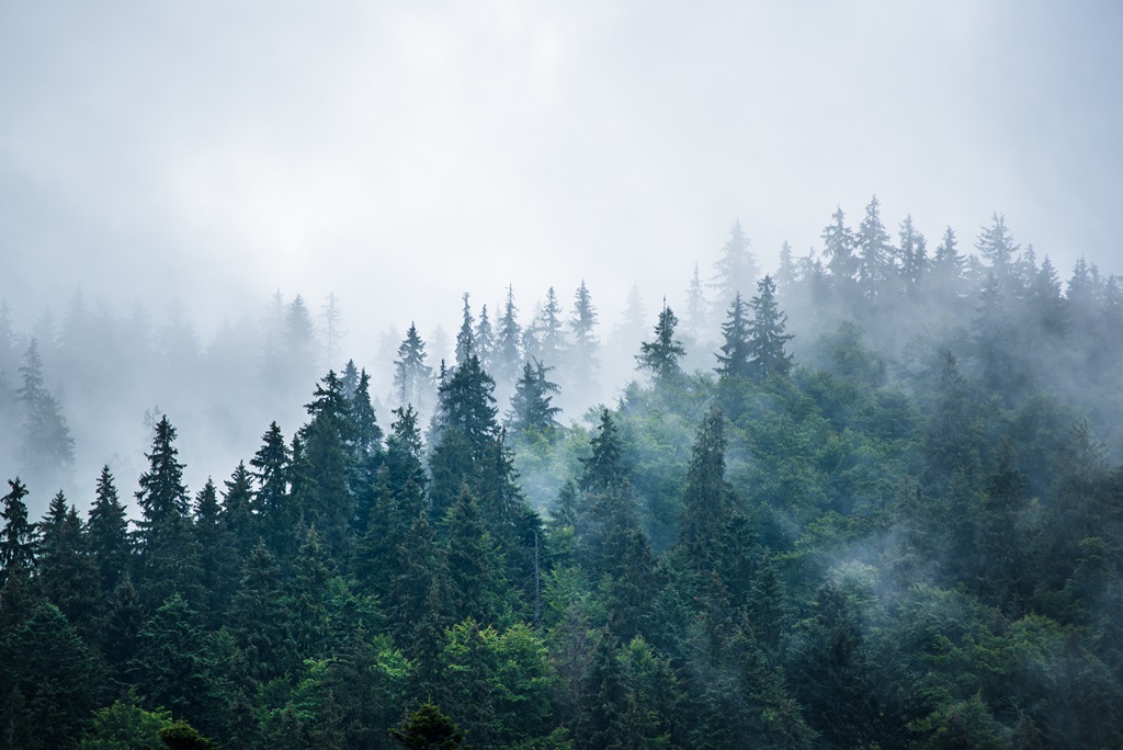 Фотообои Туманный лес