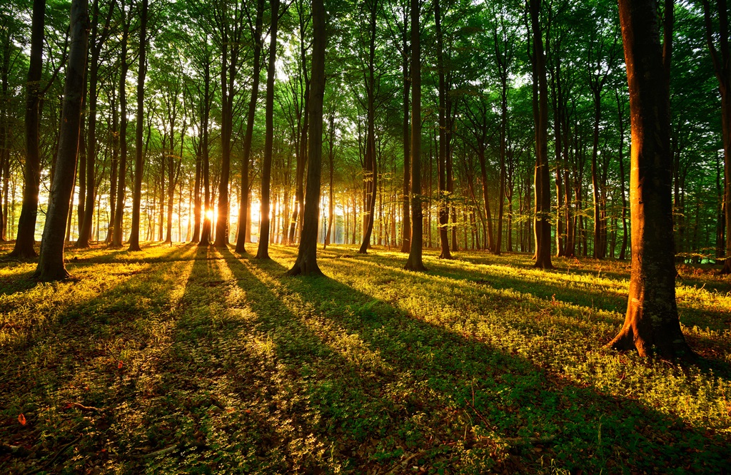 Фотообои Солнце в лесу