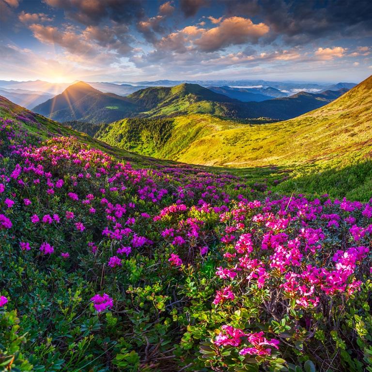 Фотообои Горная долина. Цветы в горах. Весна в горах. 