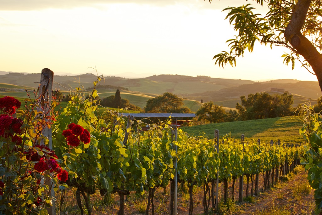Фотообои Тосканские виноградники