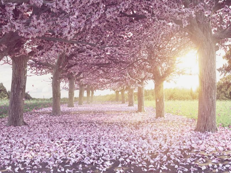 Фотообои Аллея из цветущей сакуры. Природа.