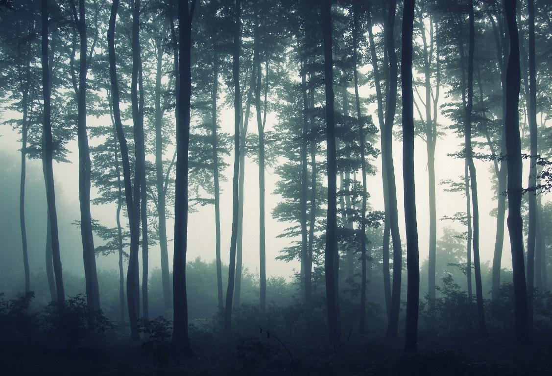 Фотообои Туманный лес. Природа.