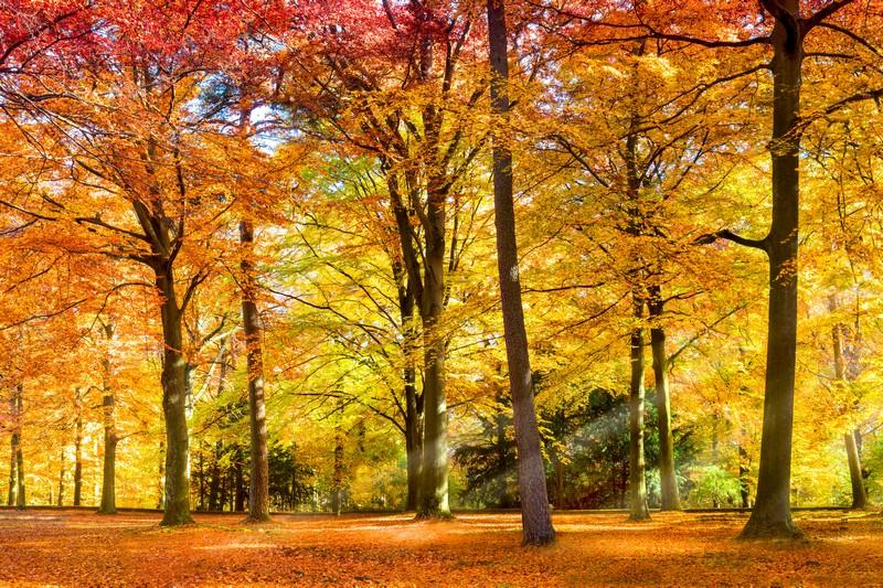 Фотообои Осенний парк. Аллея. Природа.
