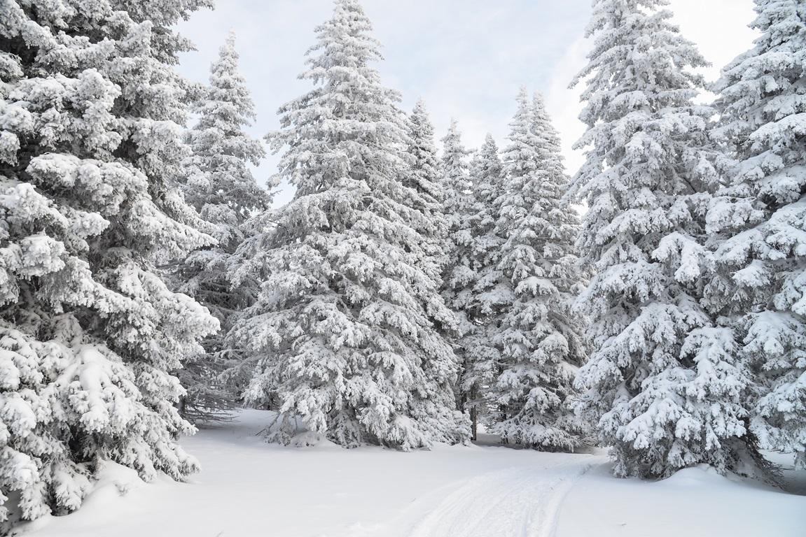 Фотообои Зимний лес. Елки в снегу. Природа.
