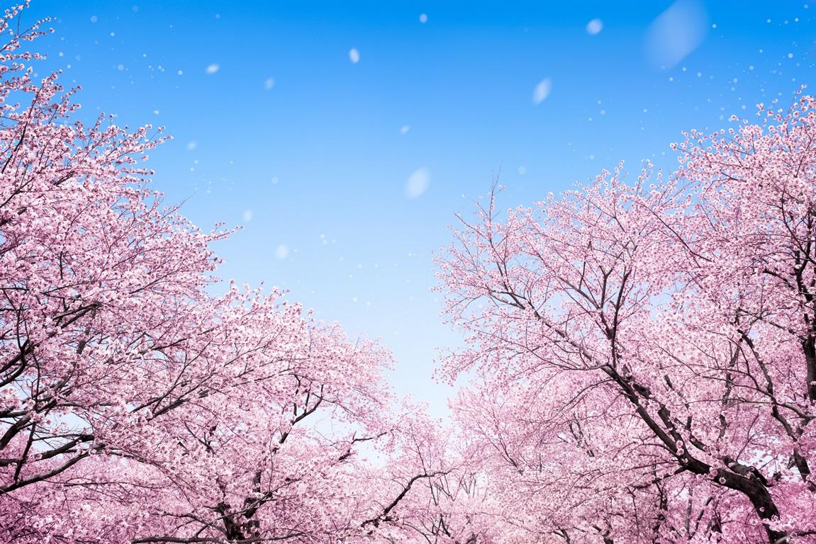 Фотообои Розовая сакура. Небо. Природа. 