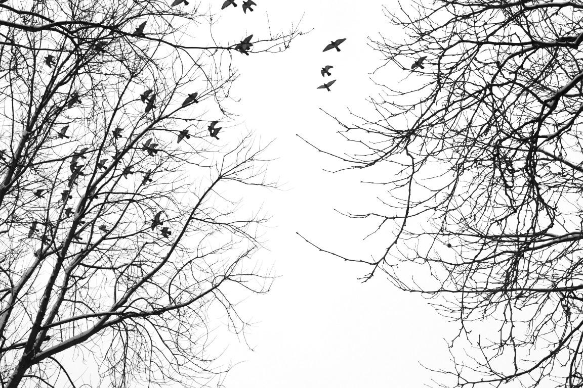 Фотообои Птицы на деревьях. Черно-белое. Природа. 