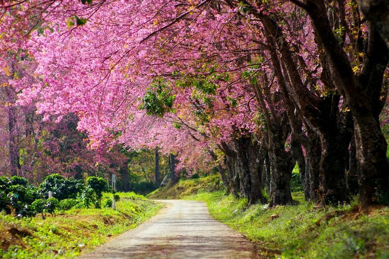Фотообои Цветущая сакура дерево. Природа. 