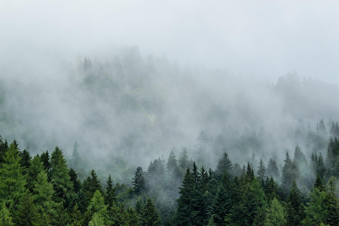 Фотообои Туман над лесом.