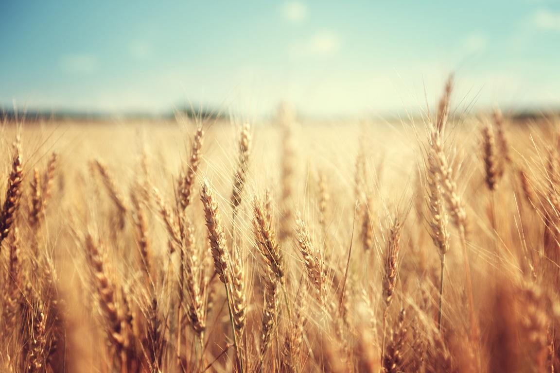Фотообои Пшеничное поле. Колосья.