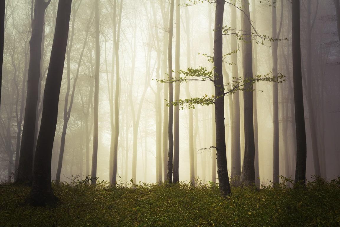Фотообои Лес в тумане. Природа. 