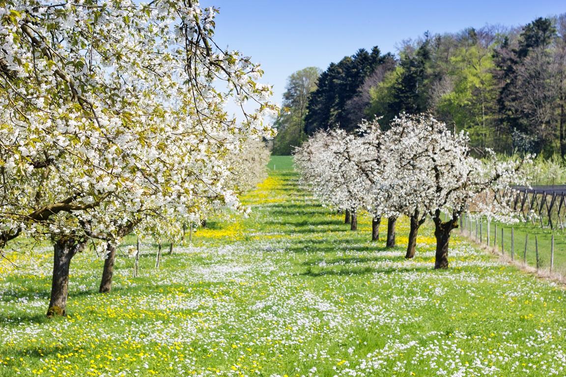 Фотообои Цветущий яблоневый сад. Природа. 