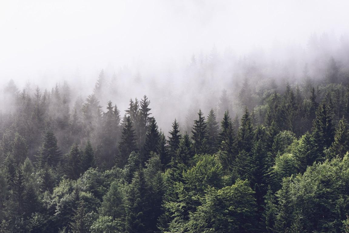 Фотообои Скандинавия. Лес в тумане. Природа. 