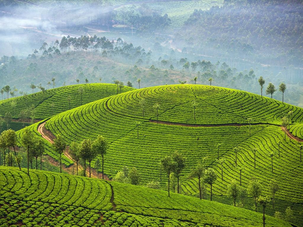 Фотообои Чайные плантации.
