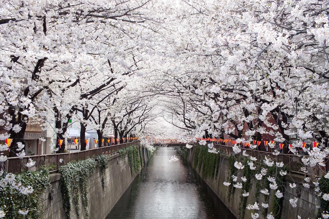 Фотообои Цветущая сакура в Японии.