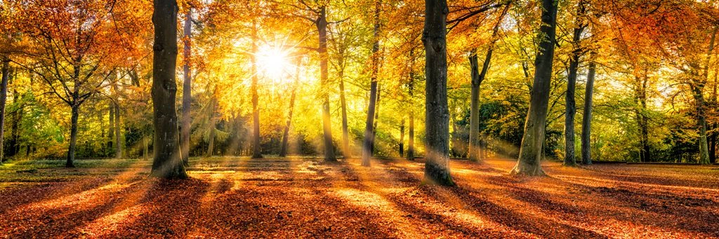 Фотообои Золотая осень в лесу