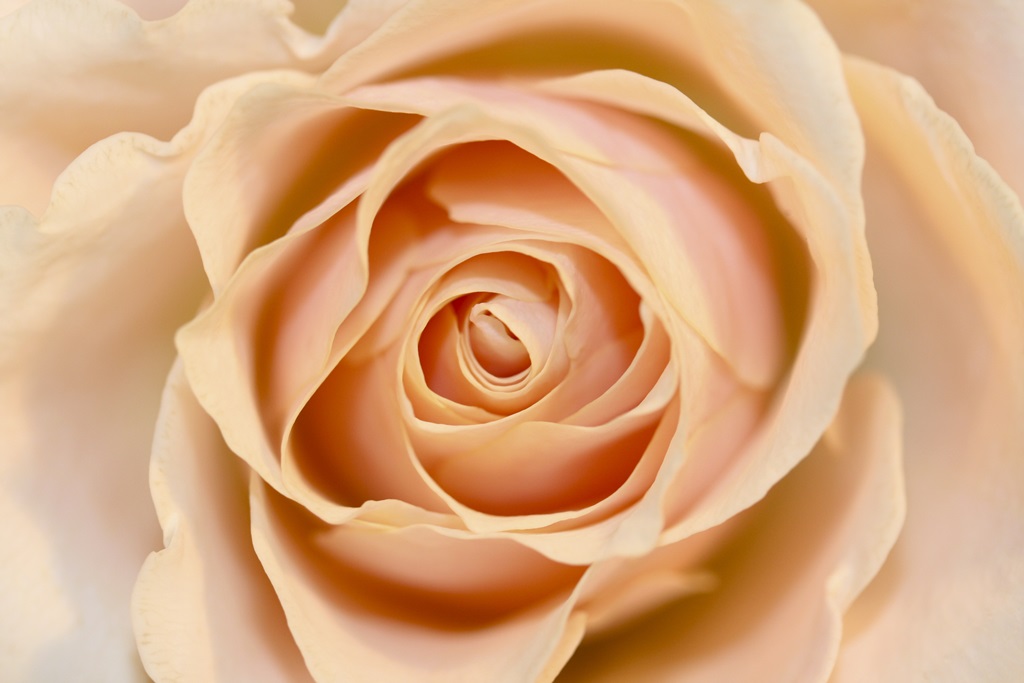 Фотообои для спальни Персиковая роза